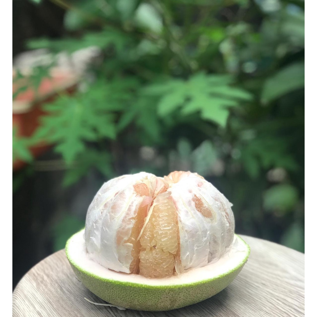 

Jeruk Pamelo Honey| Organik | Vitamin C Alami | High Fiber