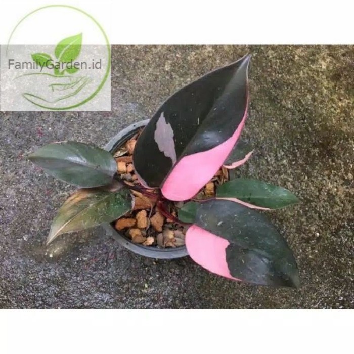 bonggol philodendron pink princes