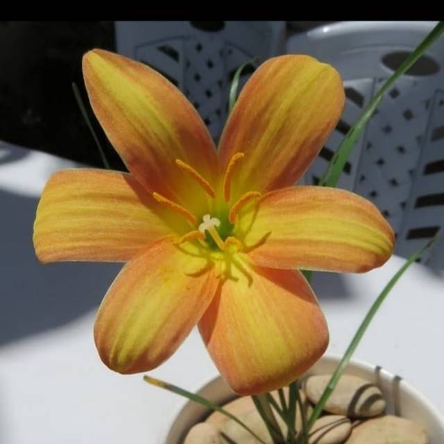 Umbi Rain Lily / Zephyranthes Golden Mango