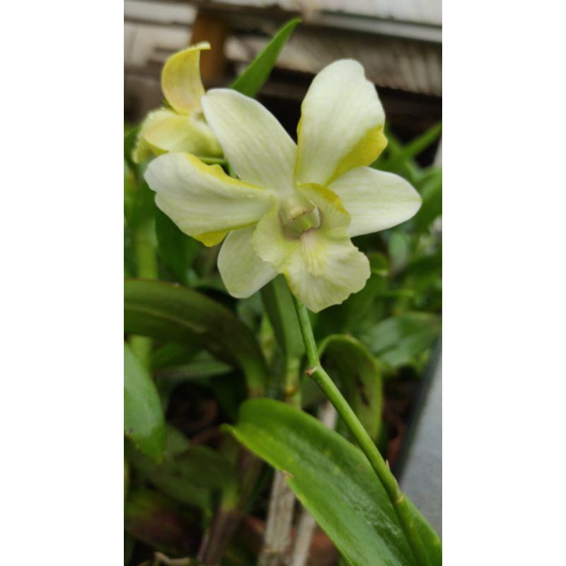 Anggrek Dendrobium Dragon Jade - Mini