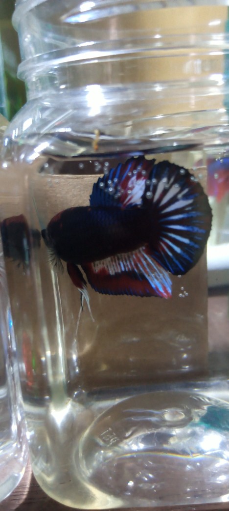 Packing Tambahan Ekstra