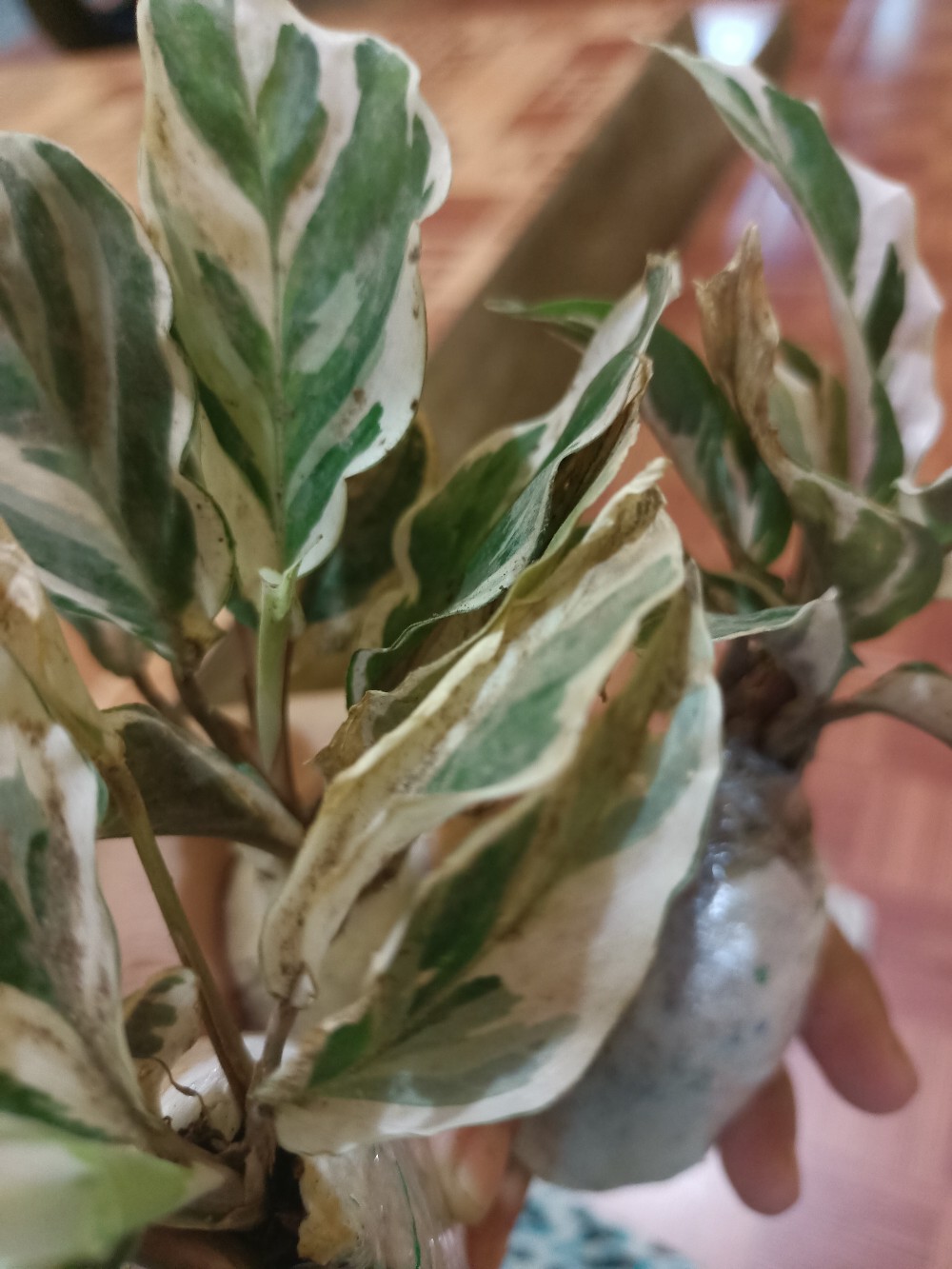 Calathea Tissue White Fussion