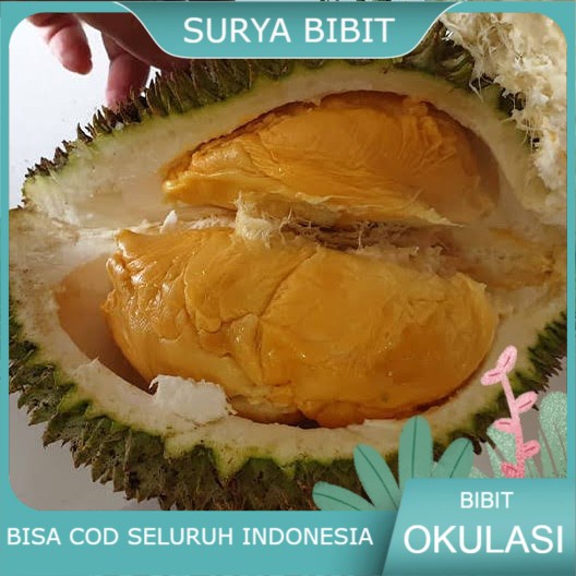 Bibit durian tembaga bangka super