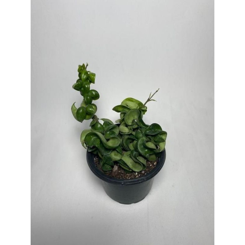 Hoya compacta