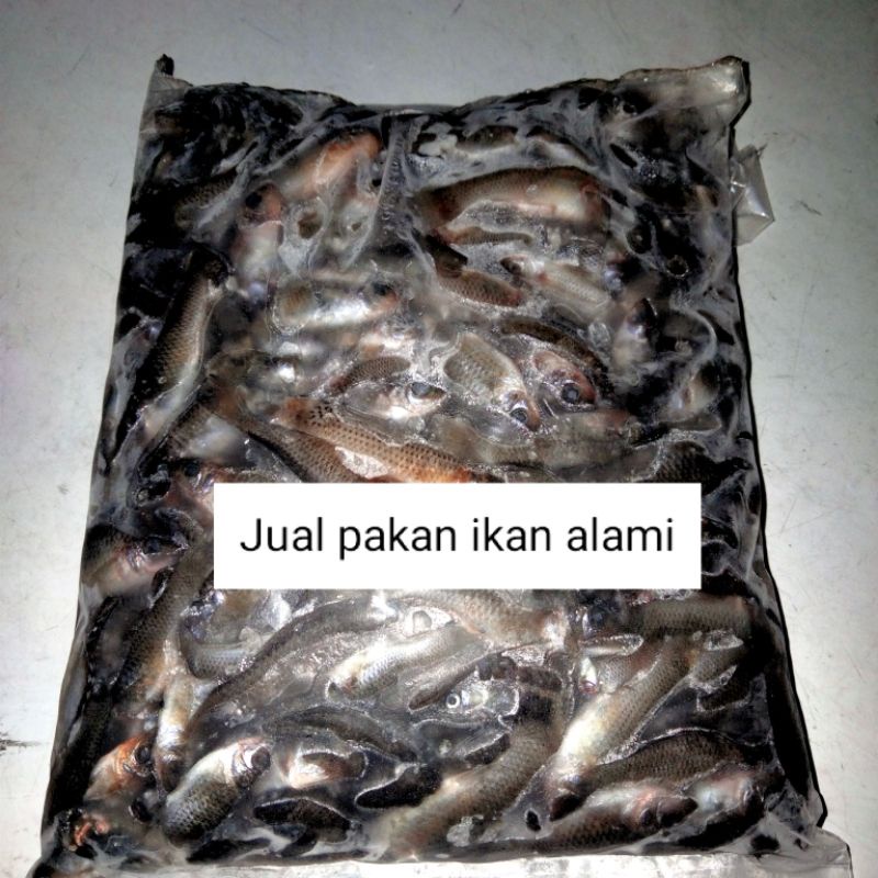 

ikan cere laut beku super besar /5-7cm/500gram