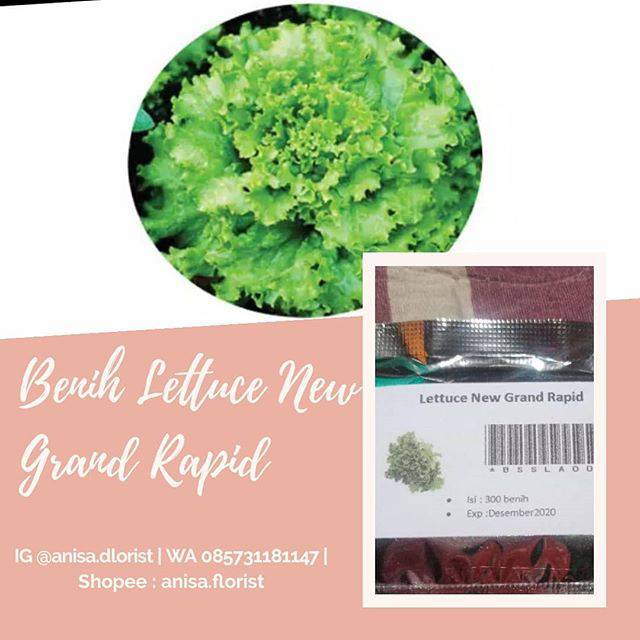 BENIG LETTUCE NEW GRAND RAPID