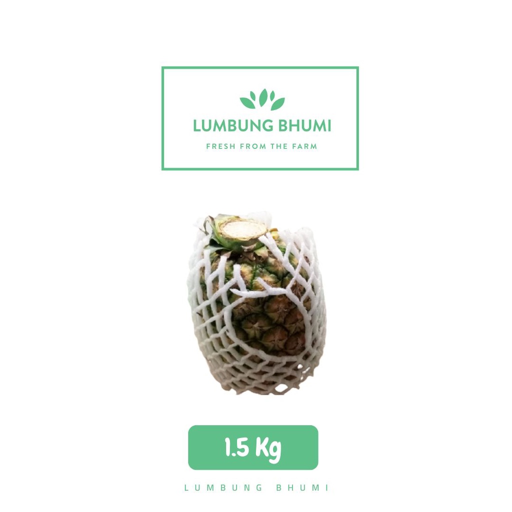 

Lumbung Bhumi - Nanas Madu Honi 1.5 Kg ( Buah Curah )
