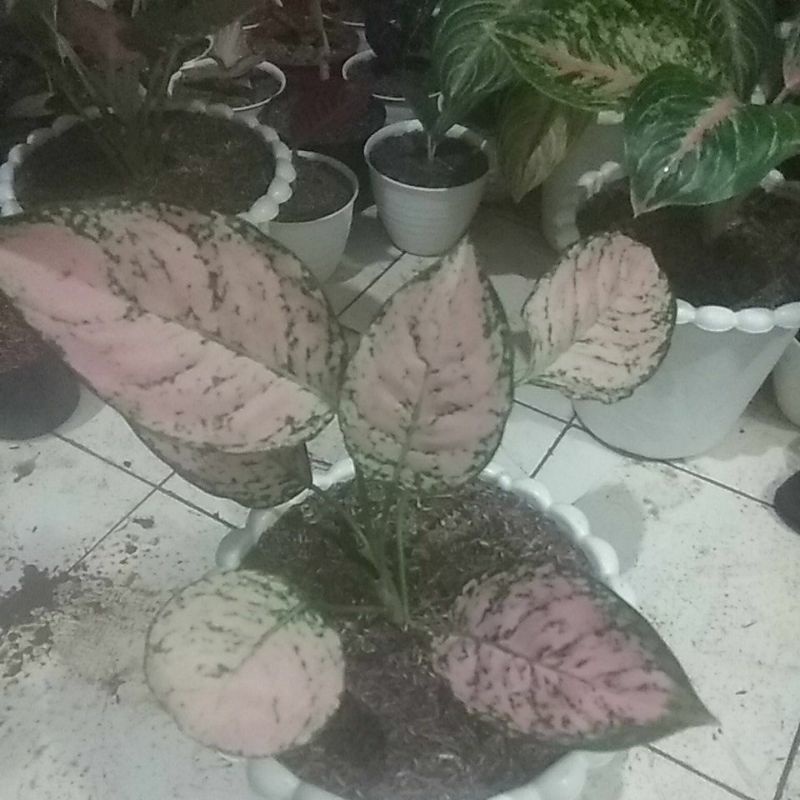aglonema lady valentine indukan remaja dan anak..