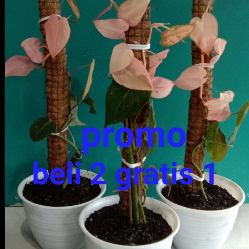 tanaman hias bibit philodendron melano mican pink