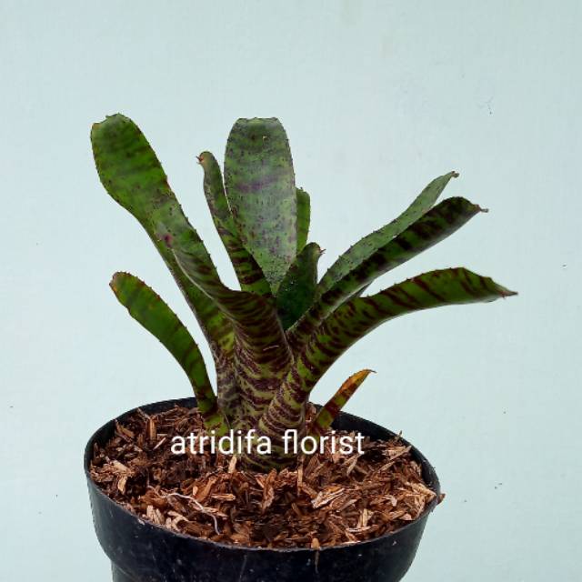 Bromelia tiger cup belang / tokek - tanaman hias bromolia
