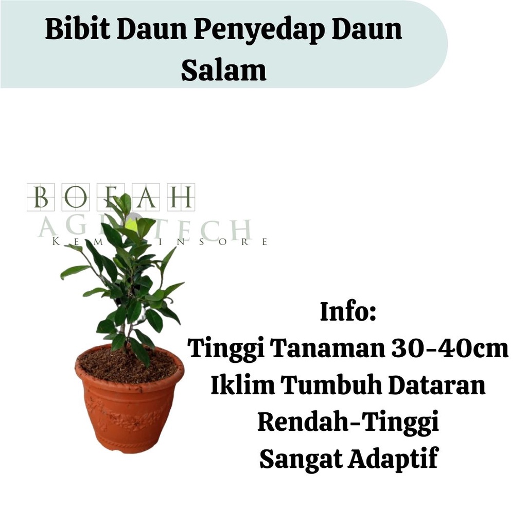 Bibit Daun Salam/Daun Penyedap Rasa Masakan/ Bibit Tanaman Daun Salam Rempah Untuk Masakan