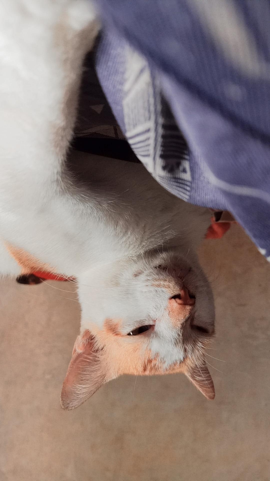 Filter Saringan Angin Air Spraygun Spray Gun Water Trap Separator