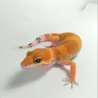 Aksesoris Untuk Hewan Reptil Leopard Gecko Bagus Shopee Indonesia