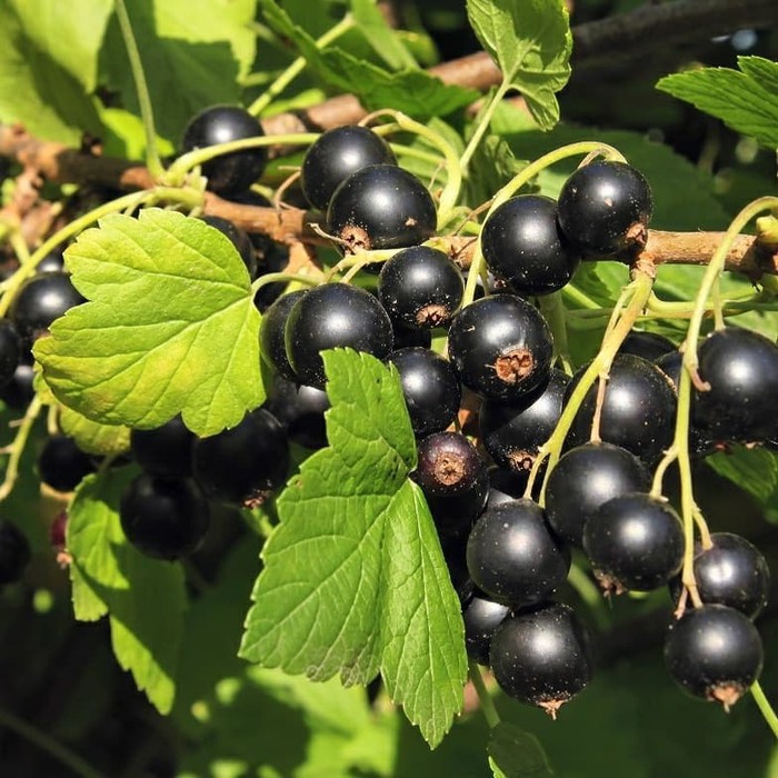 Benih Bibit Biji - Buah Blackcurrant Berries Black Currant Hitam Fruit Seeds - IMPORT