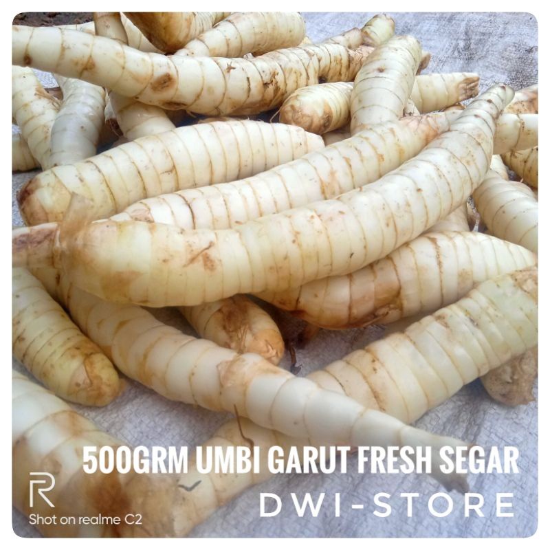 

500grm Umbi Garut Segar