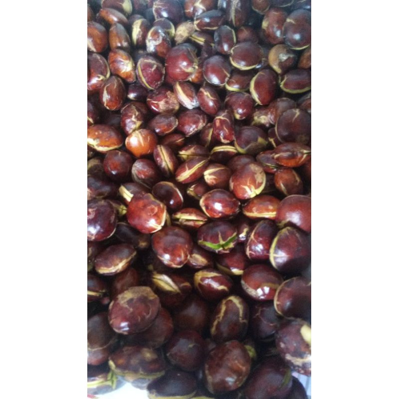 

Jengkol Tua 250gr