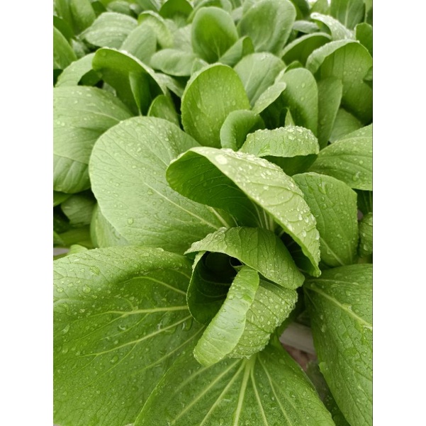 

sayur pakcoy