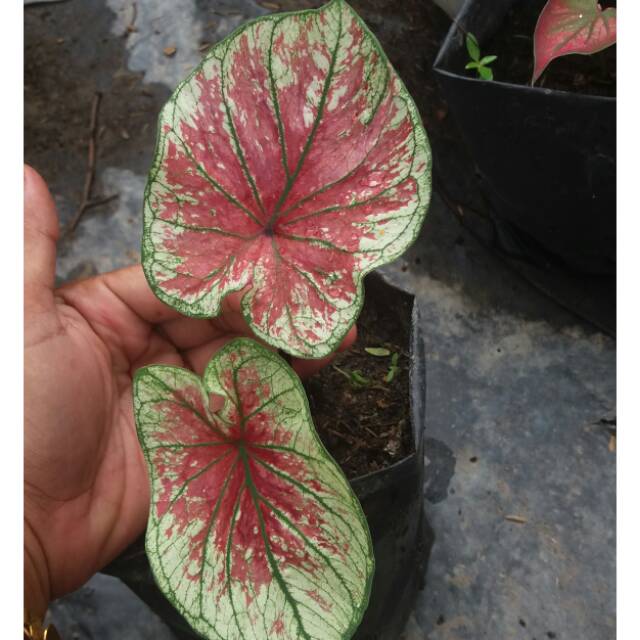 Caladium Thai Series Shopee Indonesia