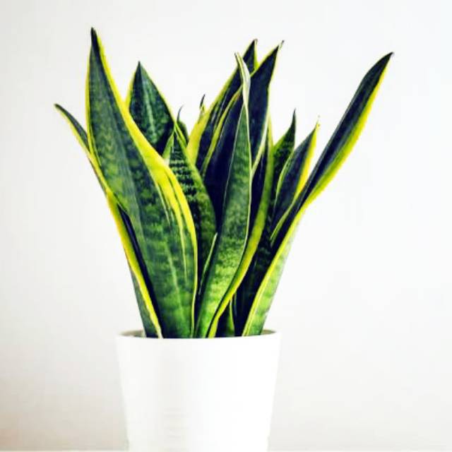 Tanaman Lidah Mertua Kuning Sansevieria Penghasil Tanaman Lidah Mertua Kuning Sansevieria Penghasil