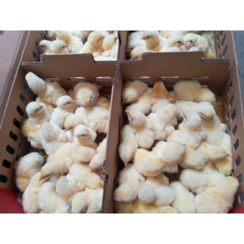 doc Bibit ayam broiler pedaging