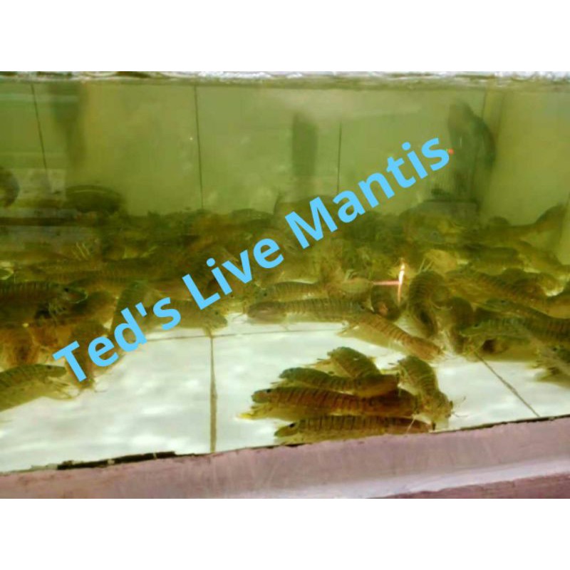 Udang Ronggeng Hidup / Udang Mantis / Udang Lipan / Mentadak / Eiko / Cakrek / Ketak