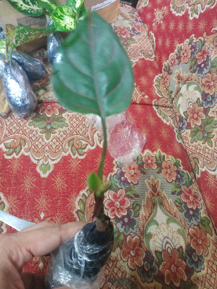 4 Paket Aglonema (bibit) Dud Anjamani , Red Heng Heng , Rotundum , Snowhite