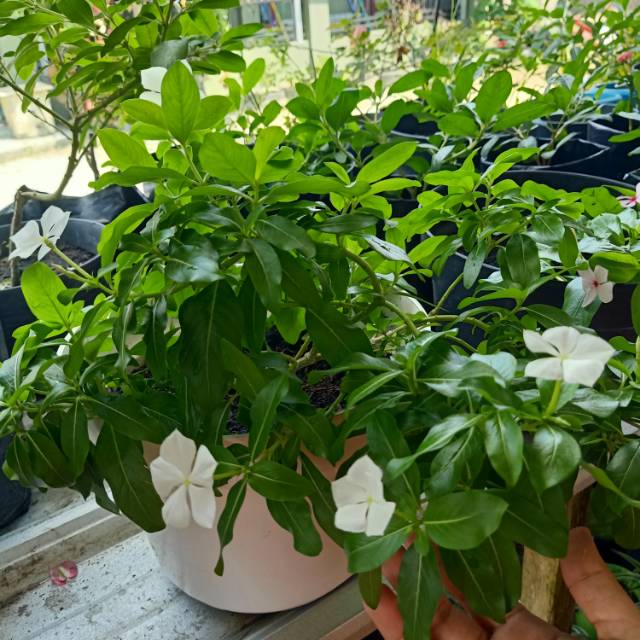 amirarafandafauziyyah