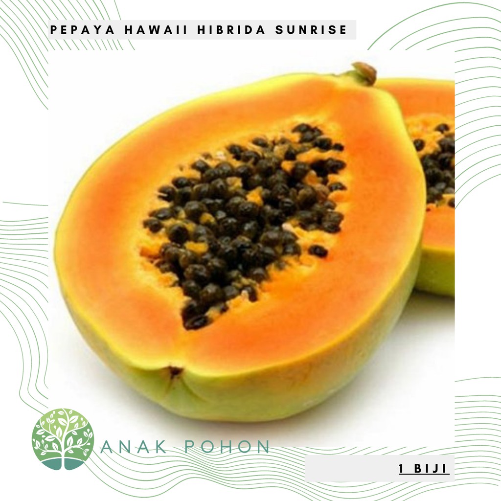 Benih Bibit Biji - Pepaya Hawaii Sunrise Jingga Hibrida F1 Seeds