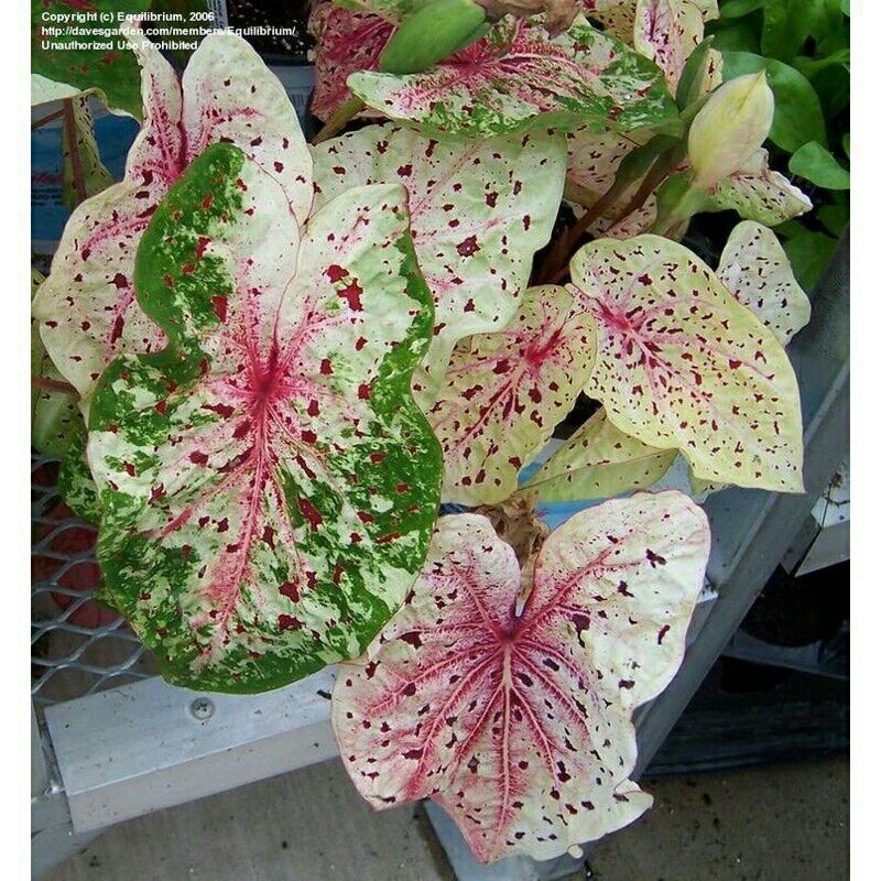 tanaman hias umbi caladium bulbs miss muffet keladi hias
