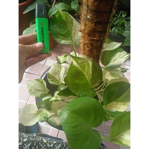 Manjula (per pot - daun besar)