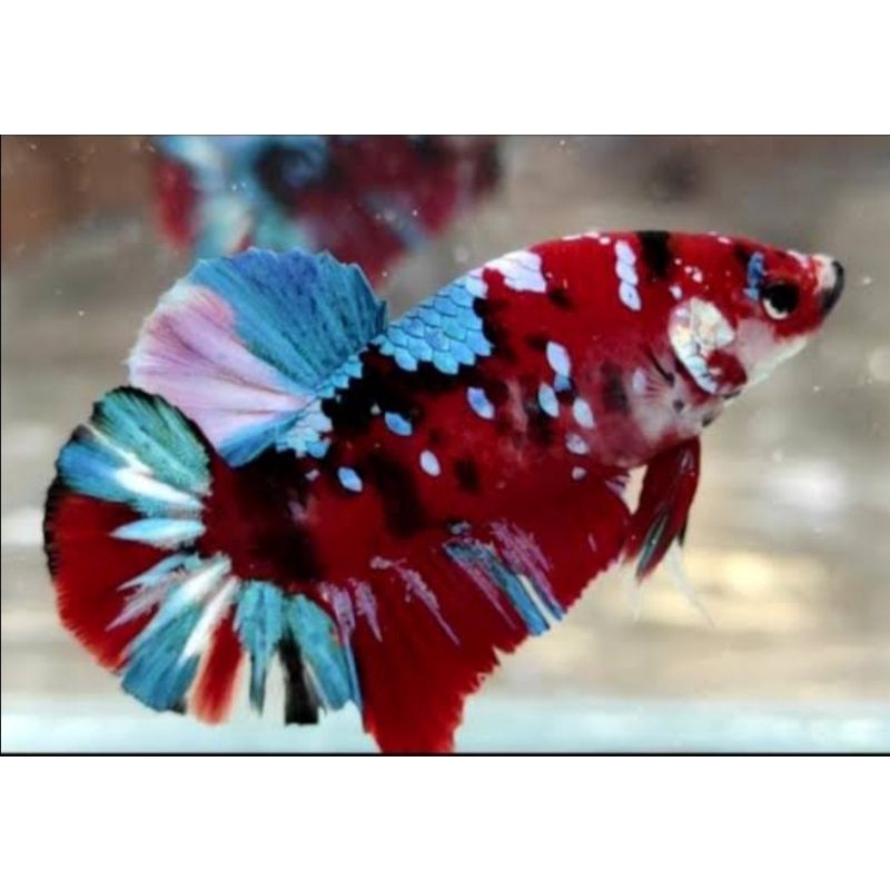 ikan cupang koi/nemo