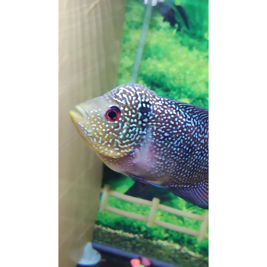 Ikan Louhan Cencu Indo Series