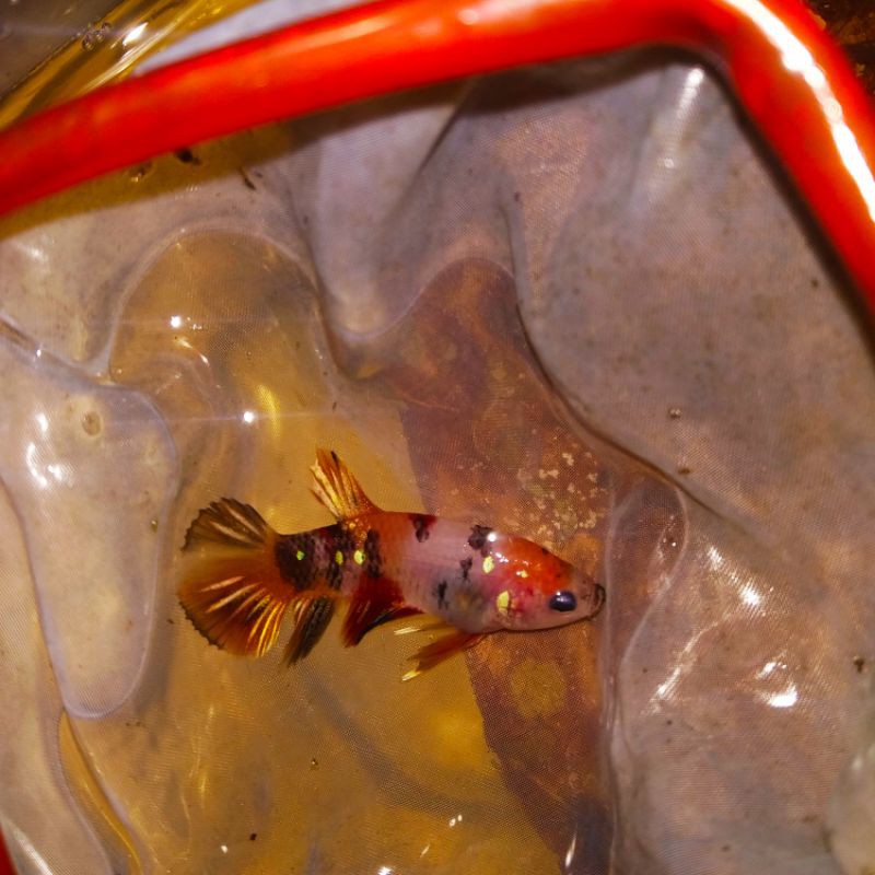 CUPANG NEMO COPPER GOLD SIZE M