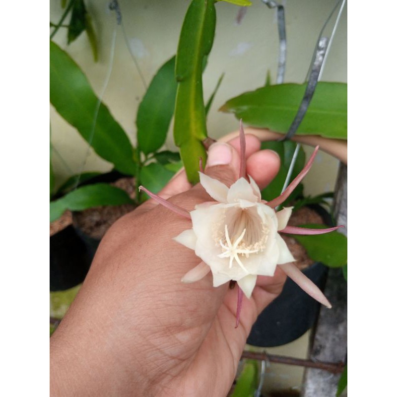 bunga wijaya kusuma mini putih