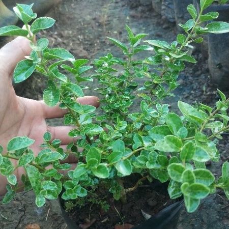 sancang varigata bahan bonsai bibit bonsai sancang sdh berakar