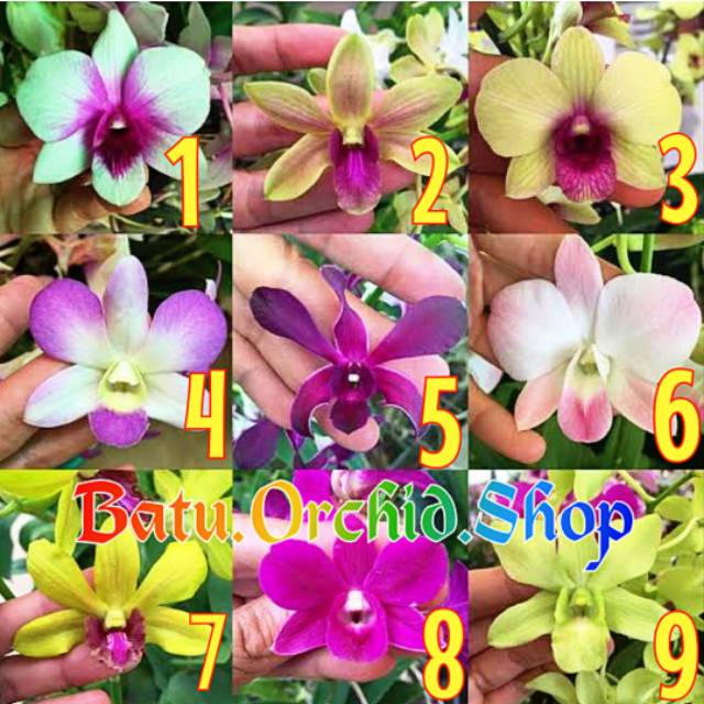 Anggrek Dendrobium Seedling Hybrid Thailand