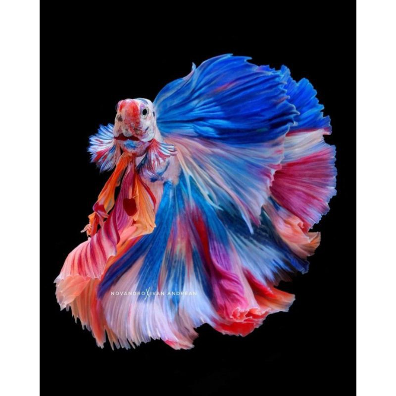 Ikan Cupang Halfmoon