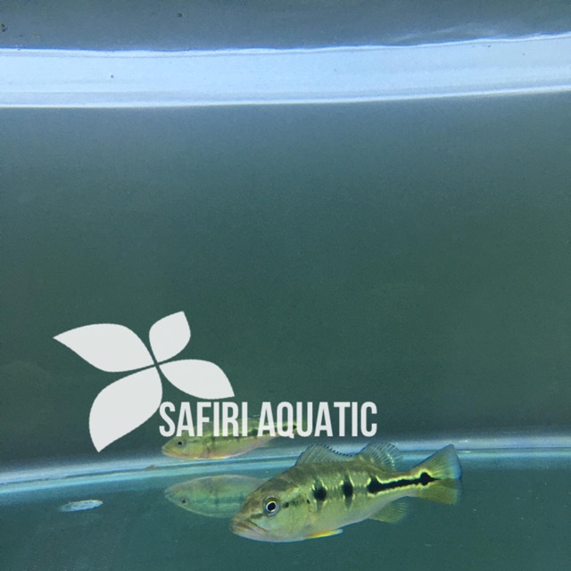 Peacock Bass Orinoco 10 - 12 cm GET BONUS Monoculus 5 cm