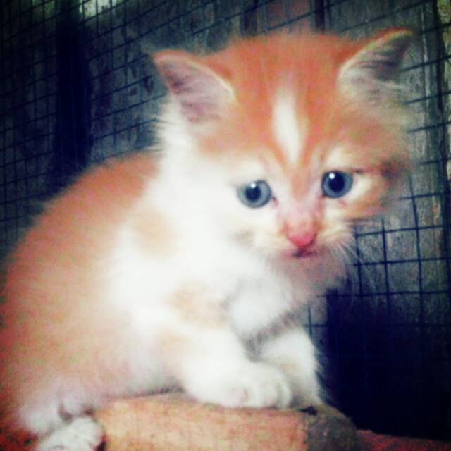 720 Download Gambar Hewan Kucing Anggora Terbaru