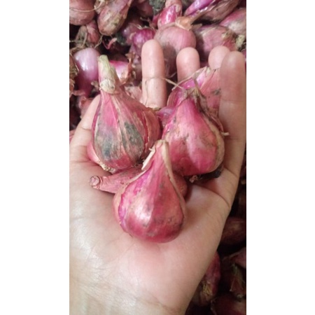 

BAWANG MERAH BREBES SUPER BAWANG MERAH BREBES BESAR BAWANG JAWA