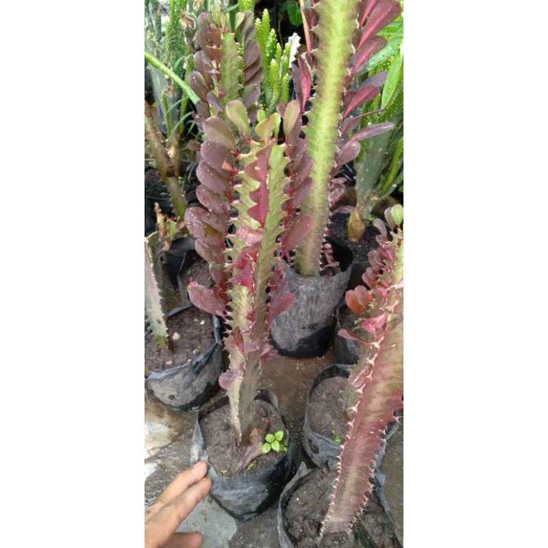 kaktus  TRIGONA naga merah