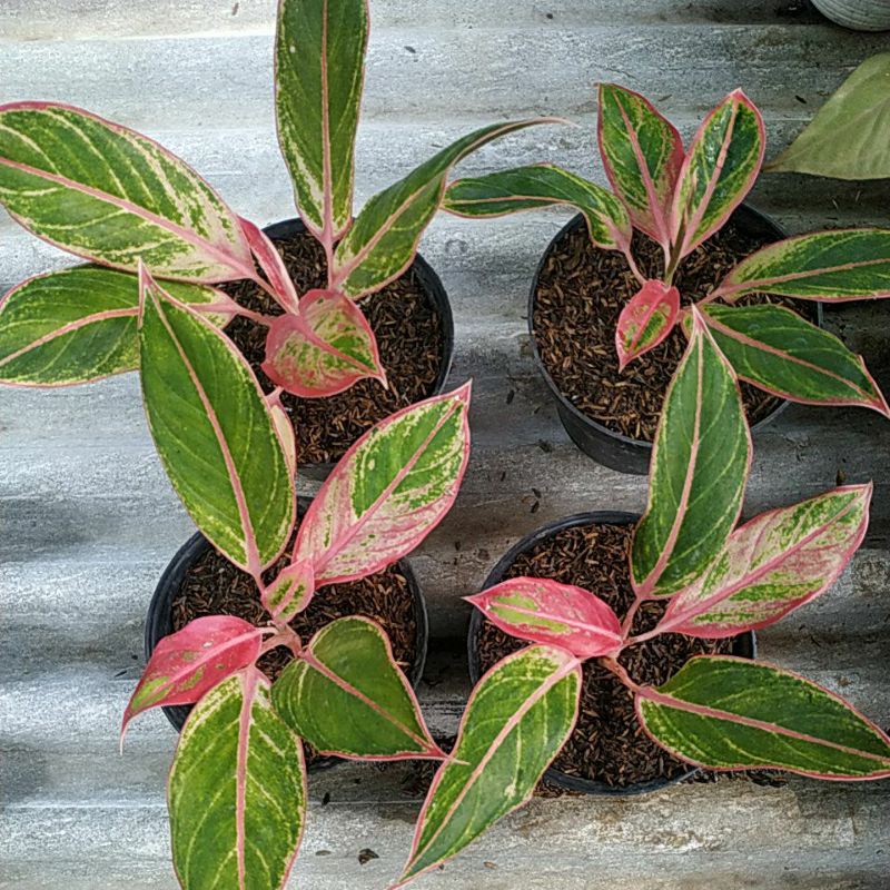 AGLONEMA LIPSTIK PINK, AGLONEMA SIAM AURORA LIPSTIK PINK