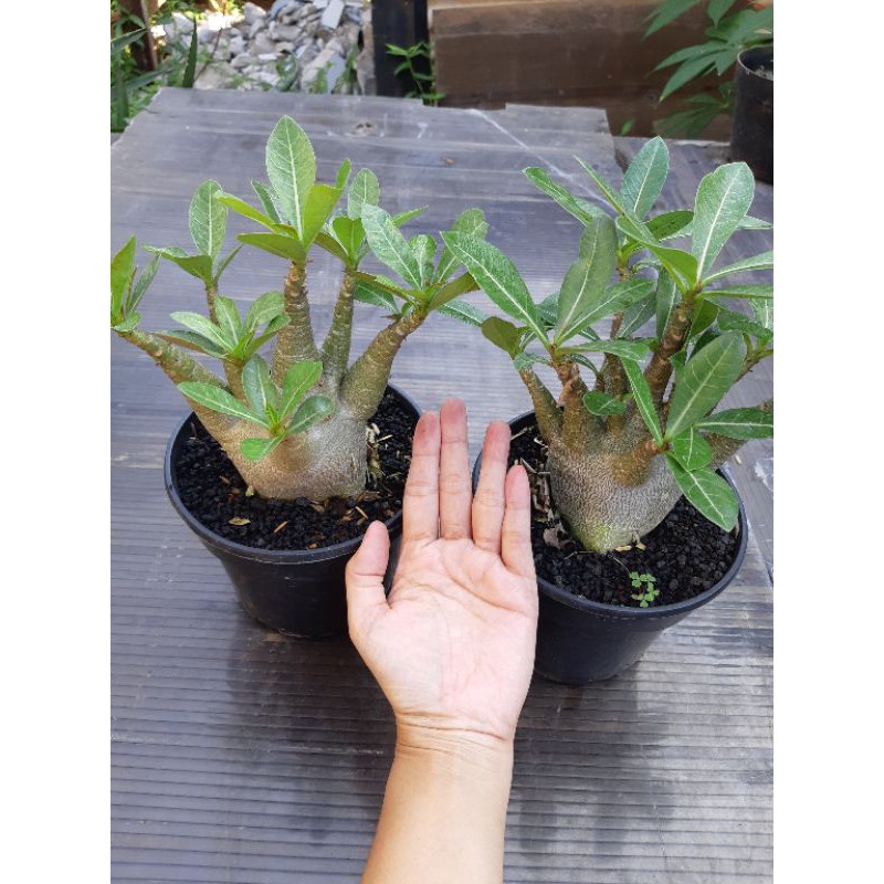 TANAMAN HIAS ADENIUM GODJI ORIGINAL FROM SEED SIZE C