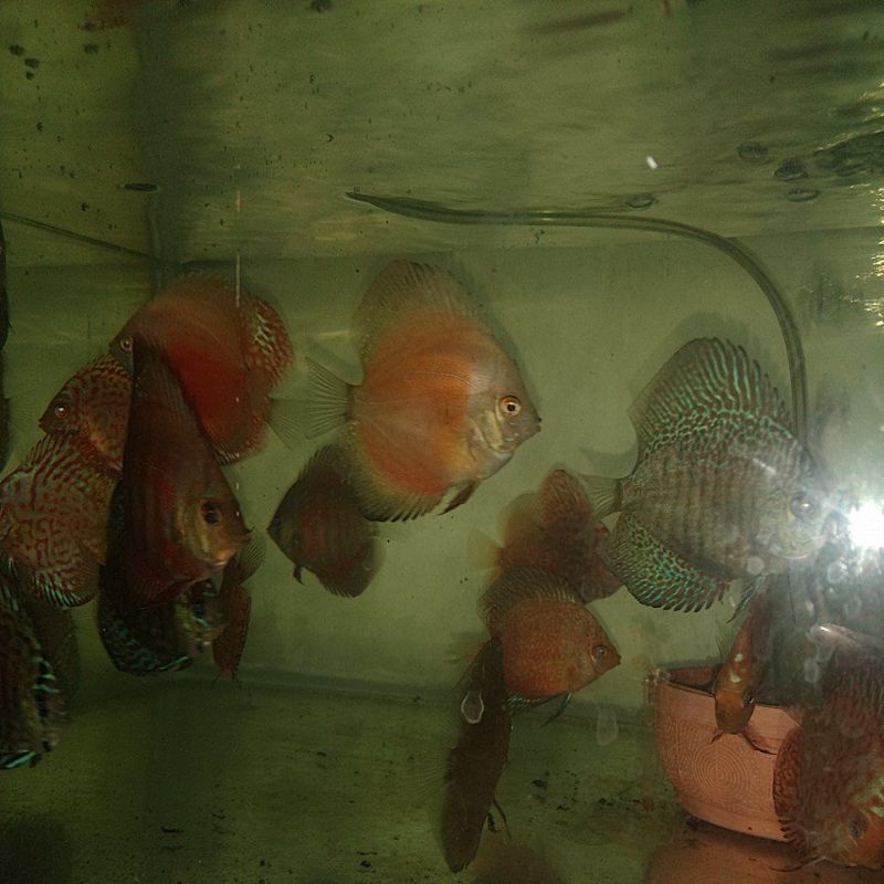 ikan Discus Tiger mosaic uk 4-5cm,discus leopard mosaic , discus blue diamond,