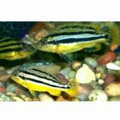 IKAN HIAS CYCLD NIASA AQUARIUM AQUASCAPE