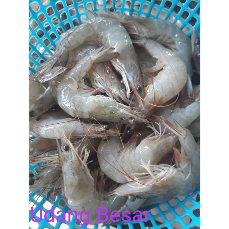 

UDANG SUPER/500 GRAM