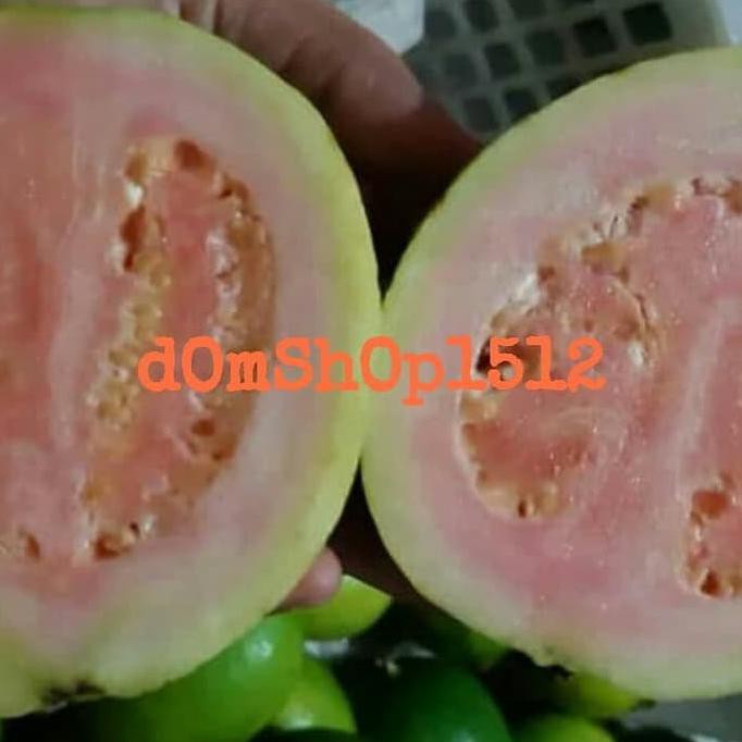 Paling Dicari] Jambu Biji Fresh Size Mini