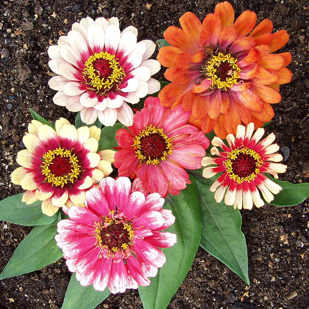 Gambar Bagian  Bunga  Zinnia 