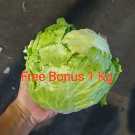 

Iceberg Lettuce Head 1 kg + Gratis Bonus