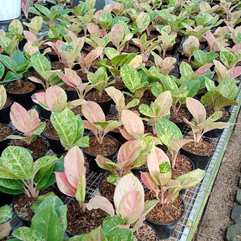 AGLONEMA EMERALD ANAKAN TANAMAN HIAS AGLONEMA EMERAL